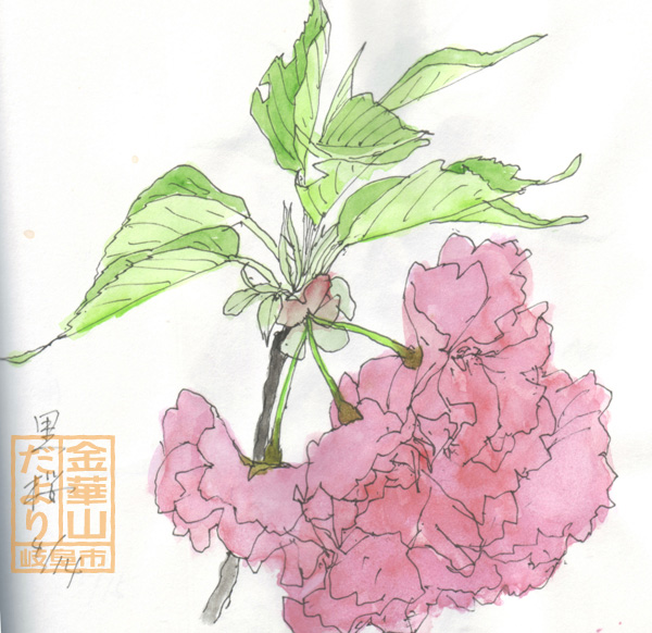hana-1989-4-14黒桜