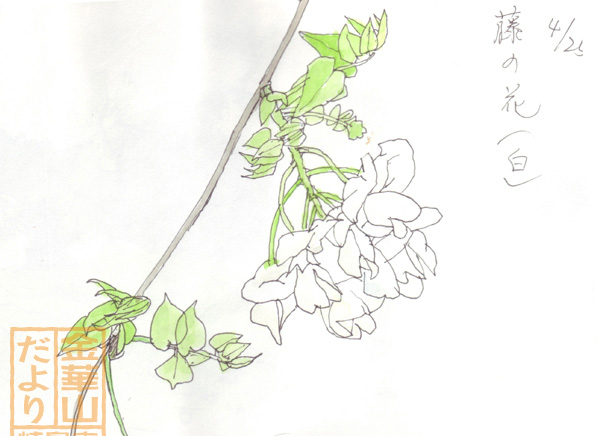 hana-1989-4-25藤の花