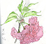 黒桜1989-4-14