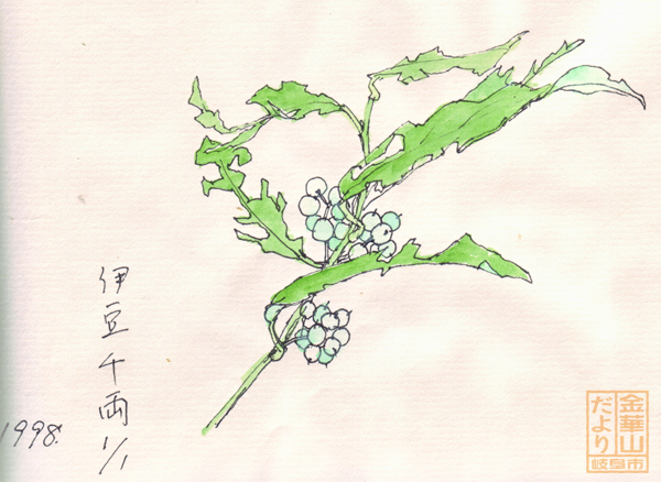 1998-1-1 伊豆千両