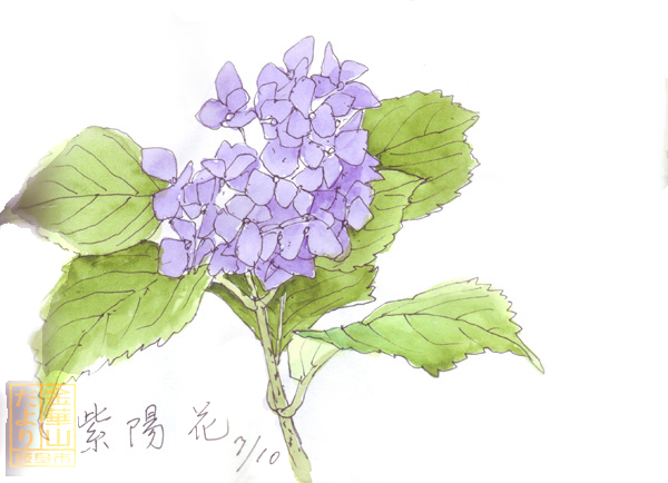 紫陽花-1983-7-10